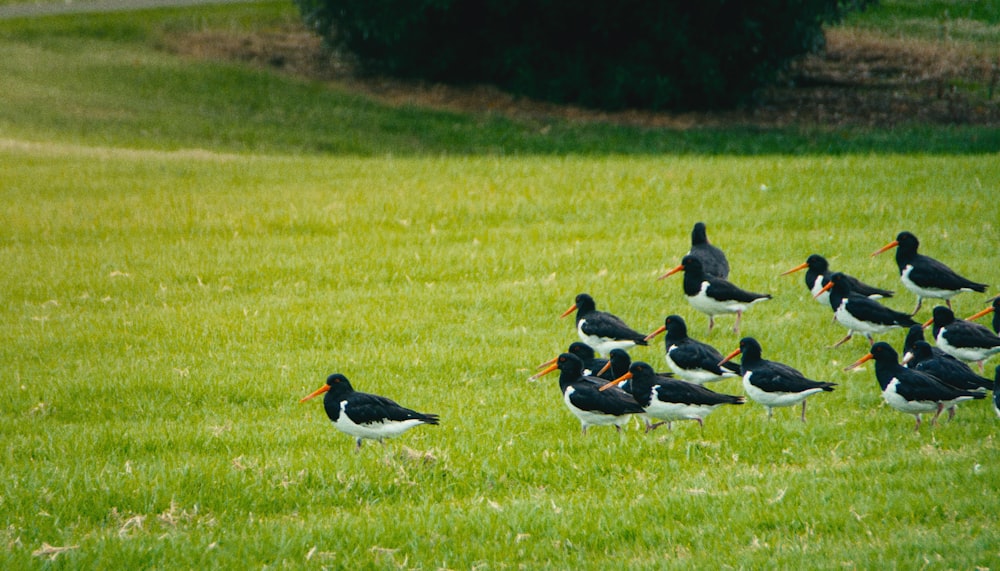 a flock of birds standing on top of a lush green field