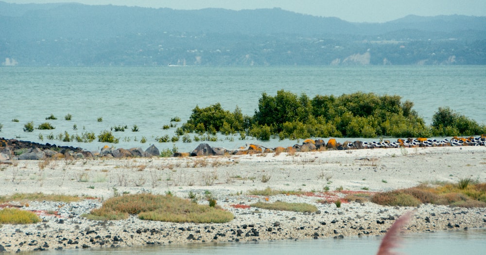 a view of a body of water with trees in the background