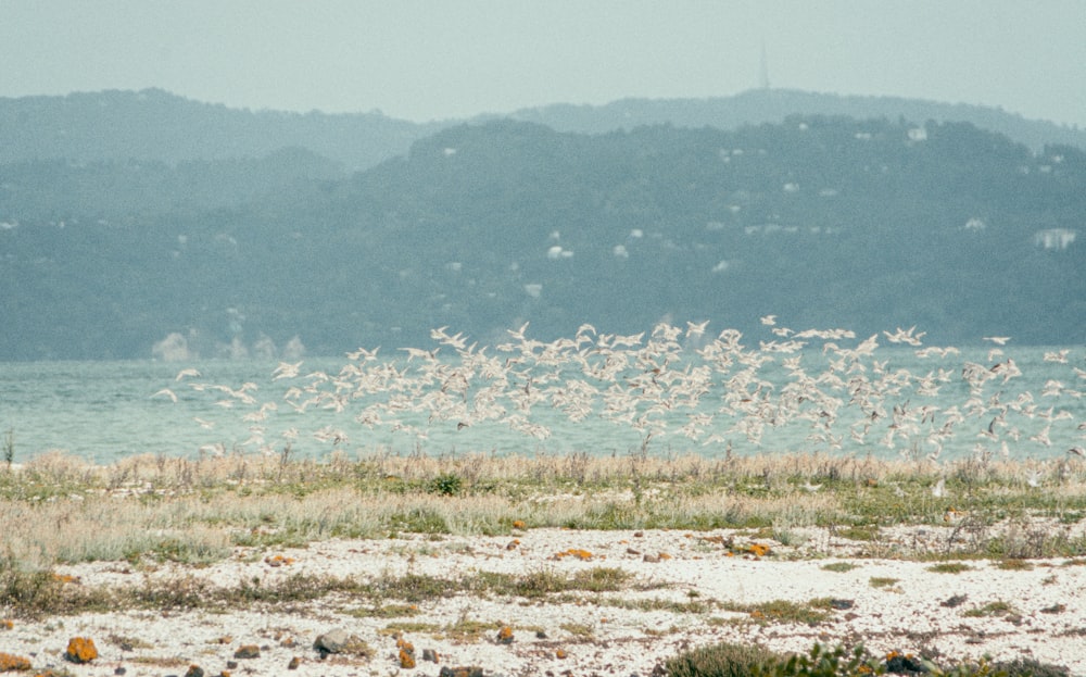 a flock of birds flying over a body of water