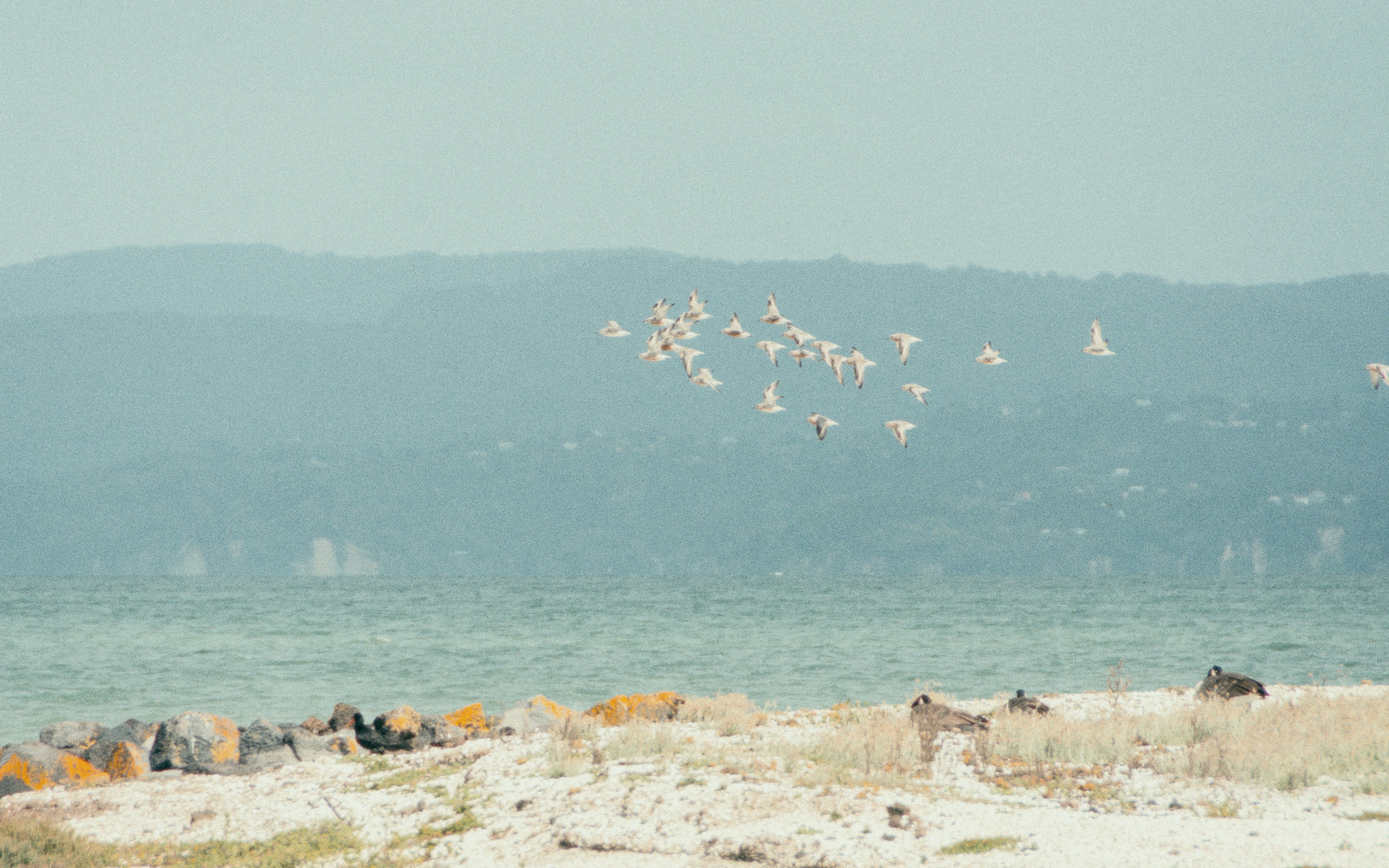 a flock of birds flying over a body of water