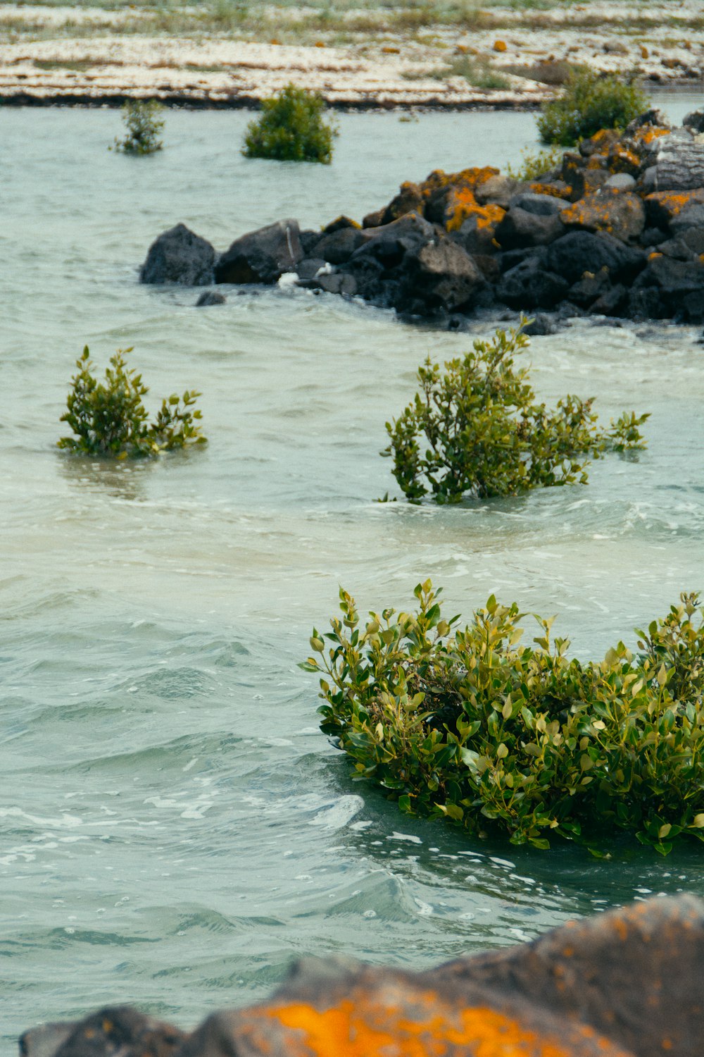 a bird sitting on top of a bush in the water