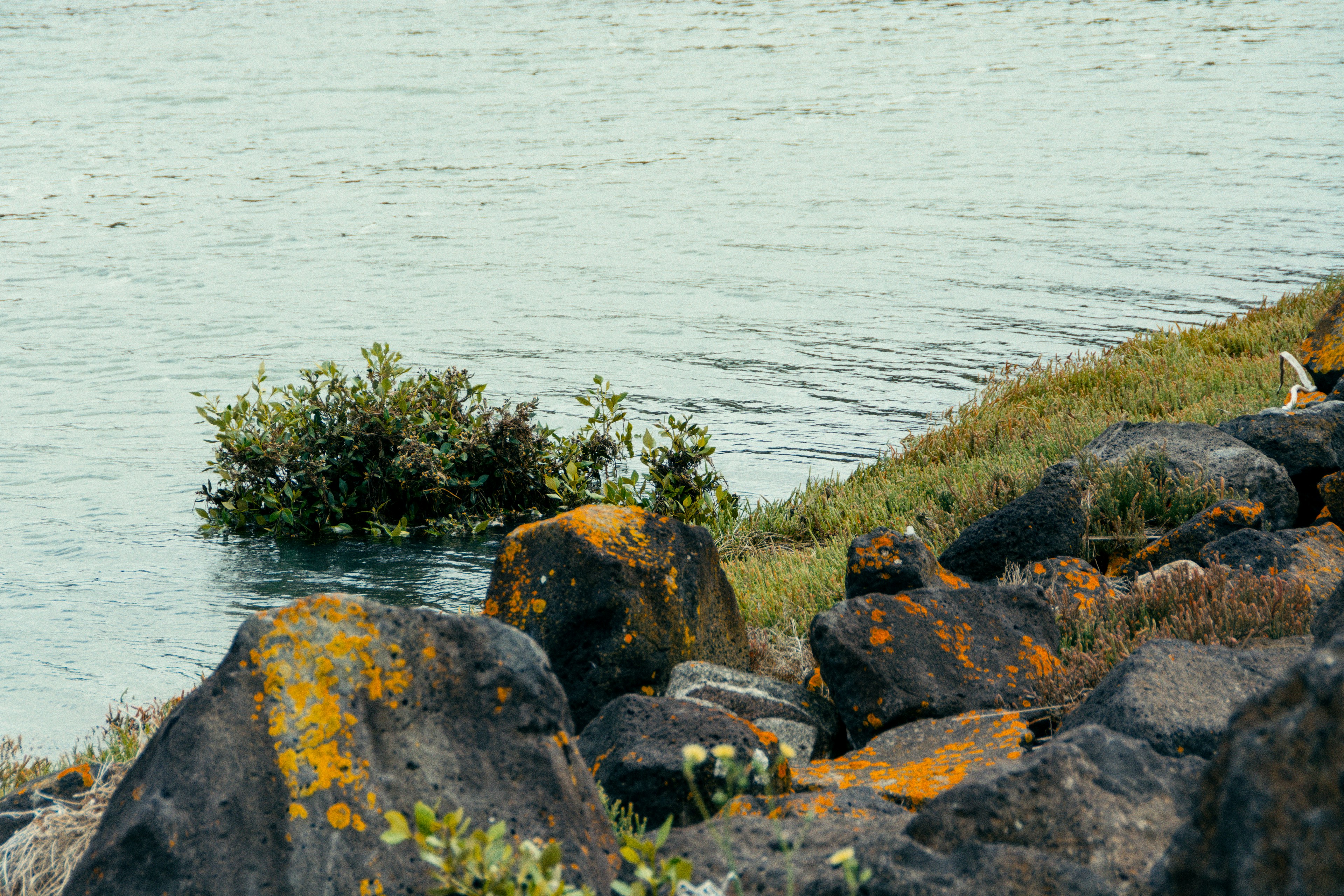 a bird sitting on a rock next to a body of water