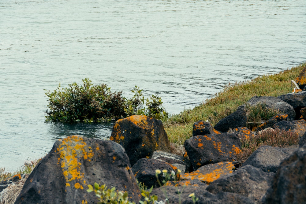 a bird sitting on a rock next to a body of water