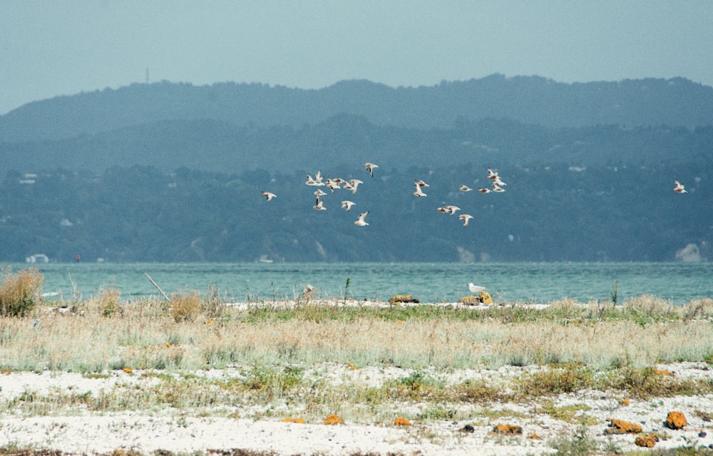 a flock of birds flying over a body of water