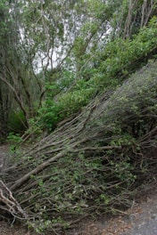 a pile of branches sitting on the side of a road