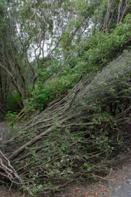 a pile of branches sitting on the side of a road