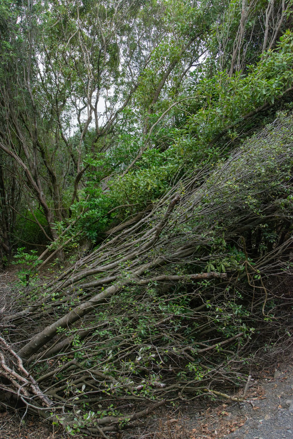 a pile of branches sitting on the side of a road