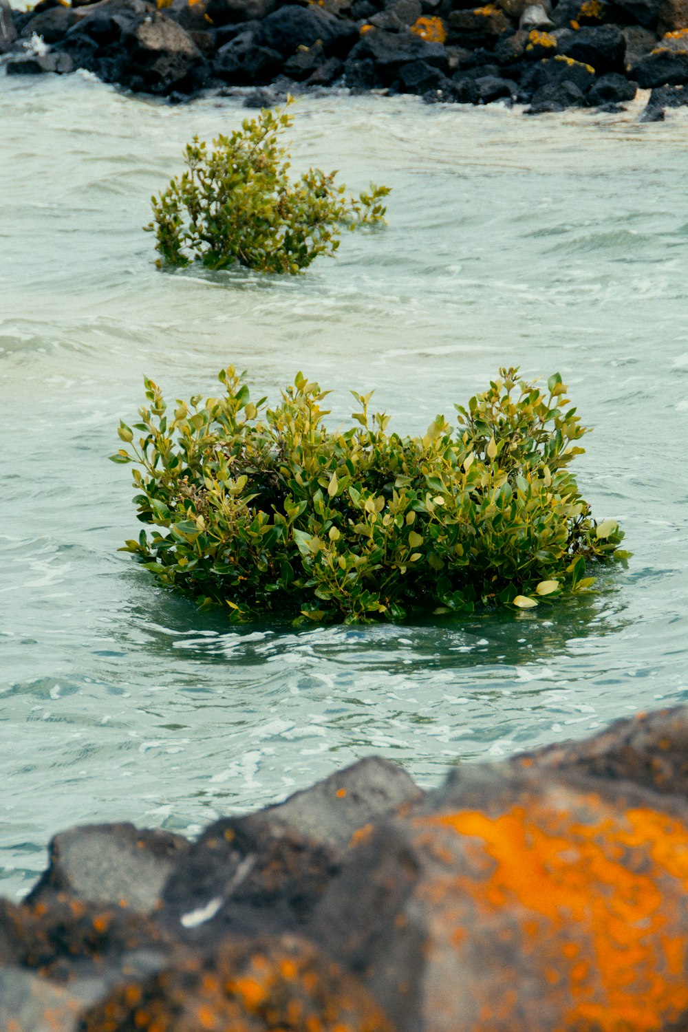 a couple of bushes that are in the water