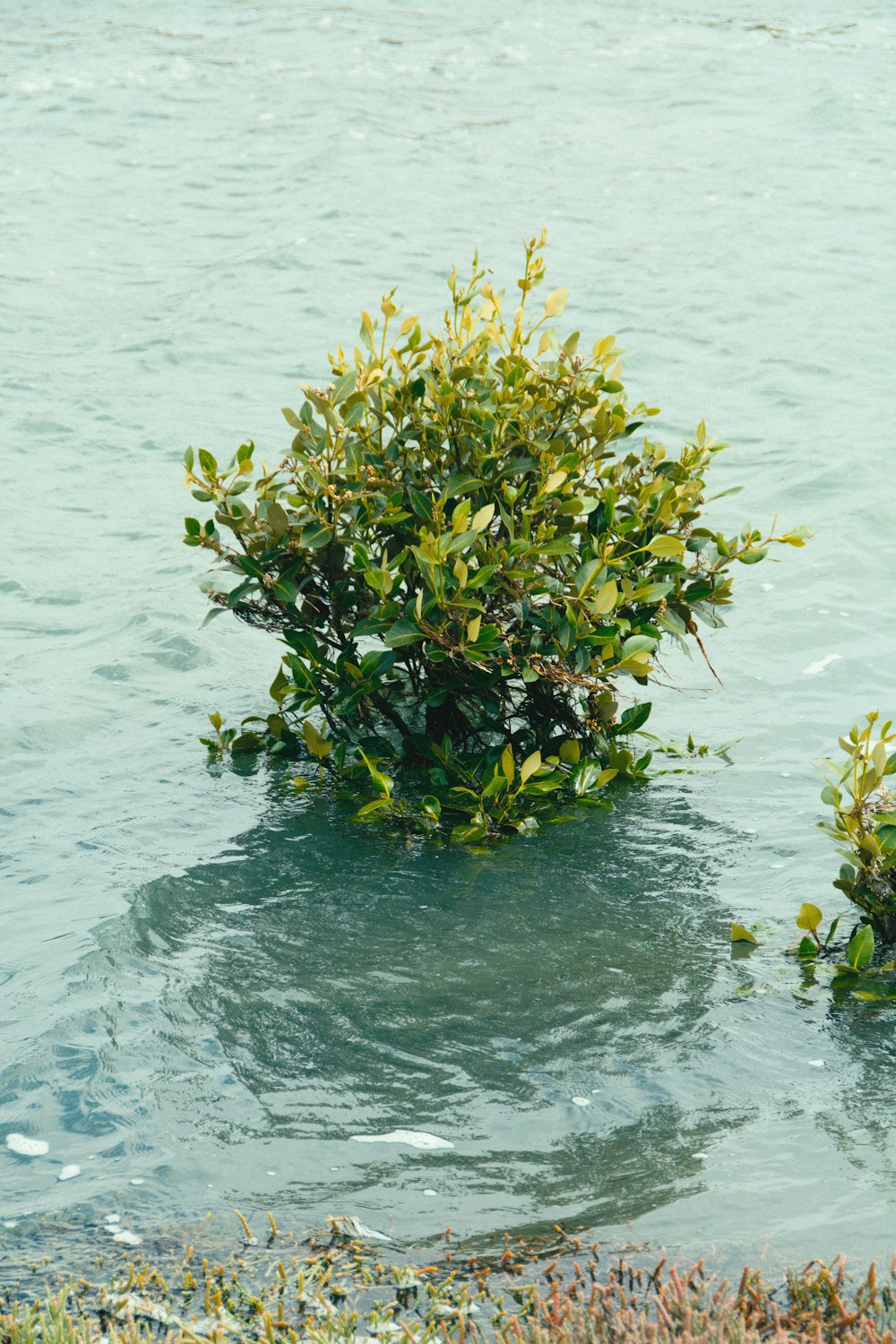 a small tree in the middle of a body of water