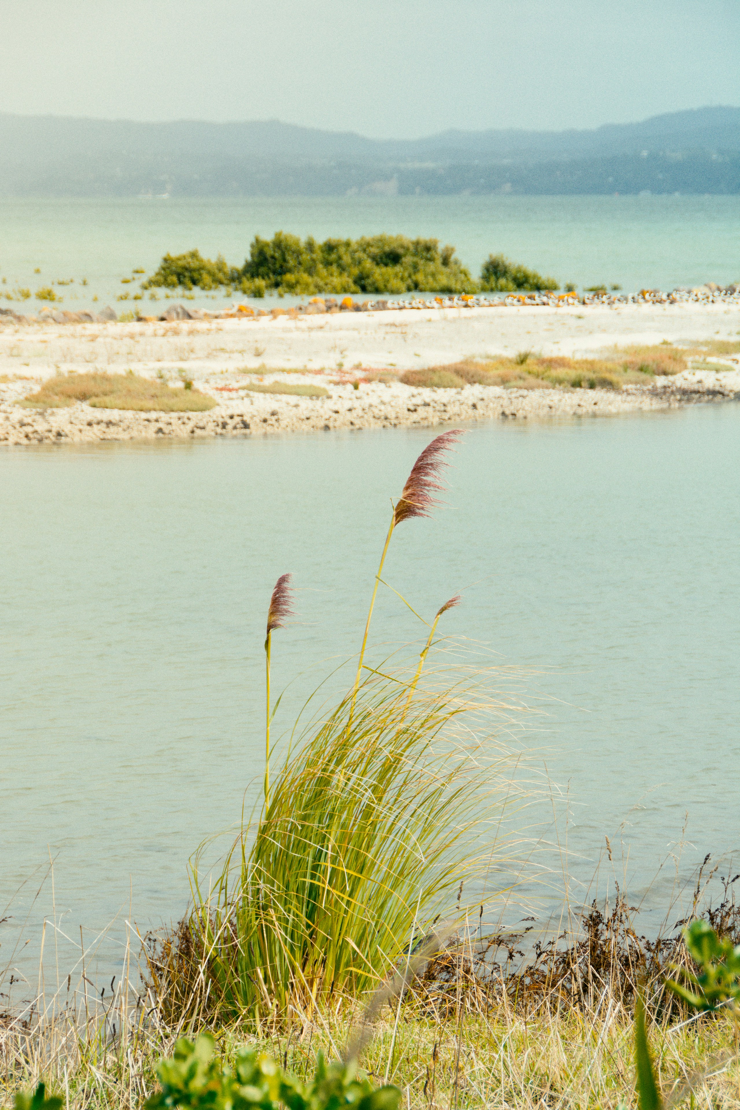 a couple of plants that are by a body of water