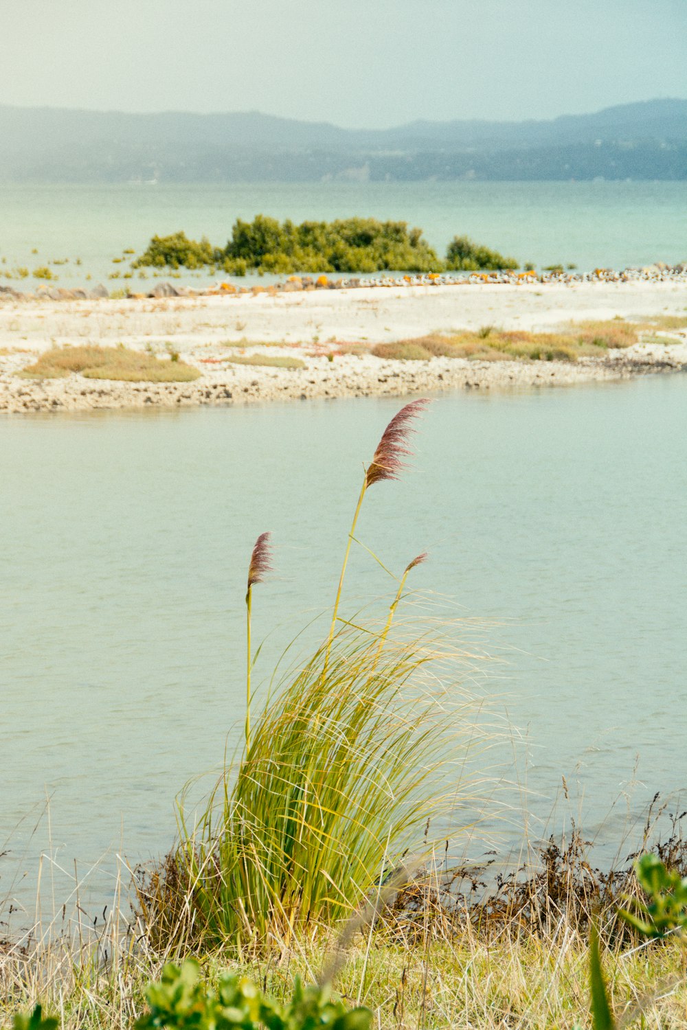 a couple of plants that are by a body of water