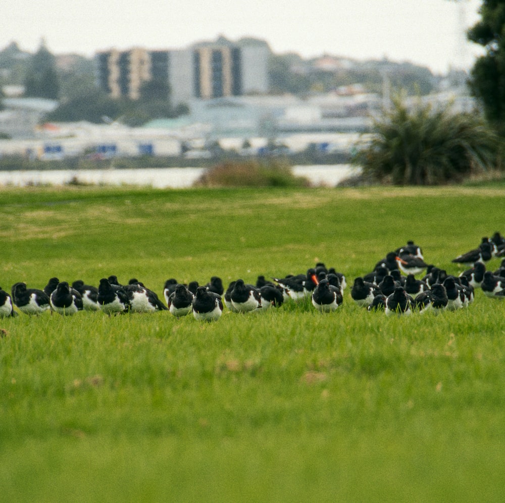 a flock of birds walking across a lush green field