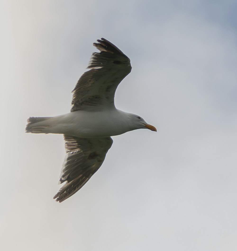 a seagull flying in the sky with it's wings spread