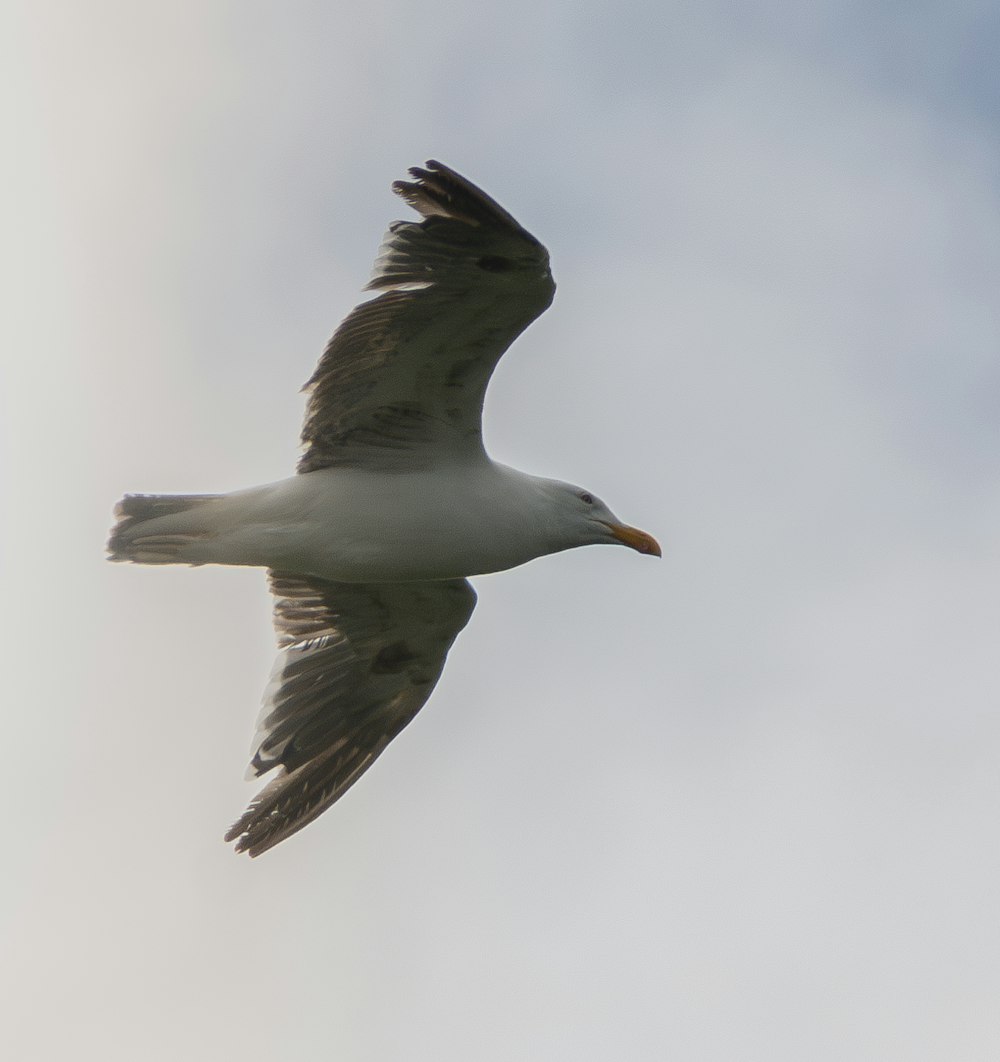 une mouette volant dans le ciel avec ses ailes déployées