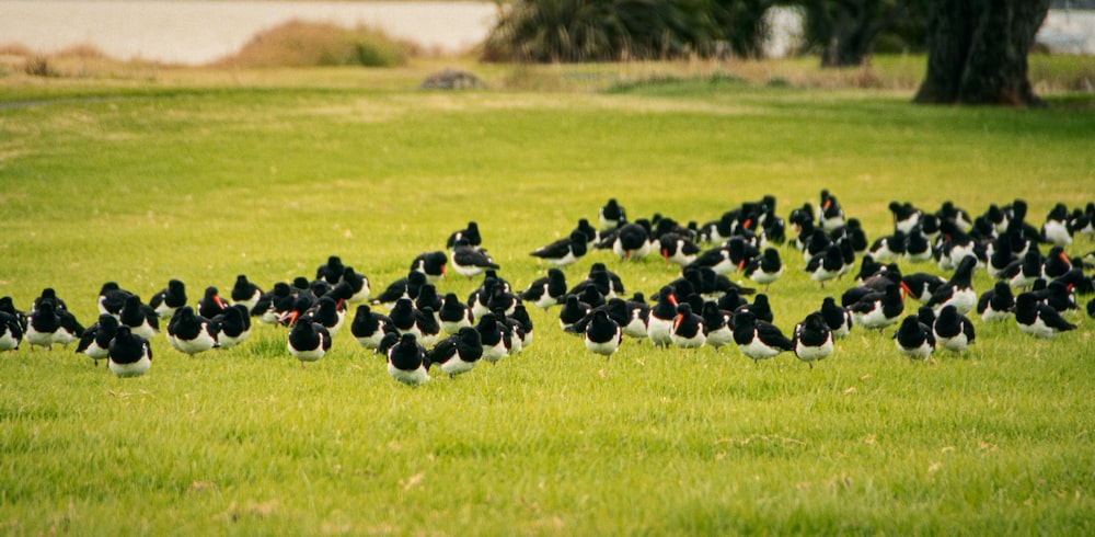 a flock of birds standing on top of a lush green field