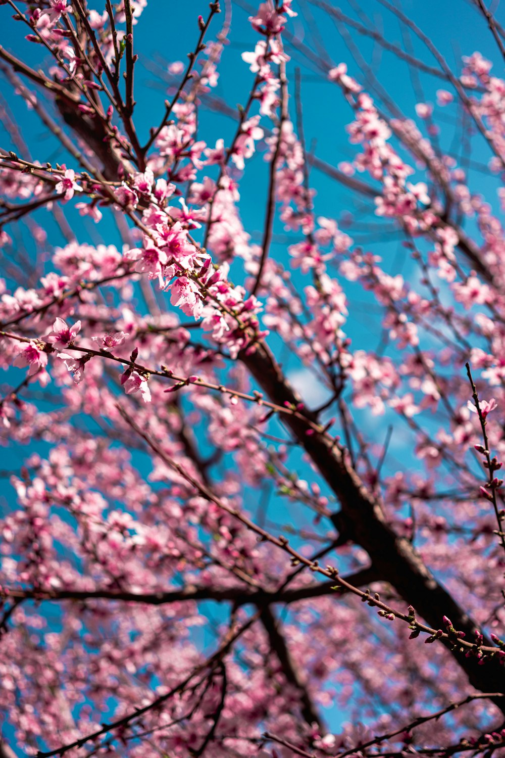 a close up of a tree with pink flowers