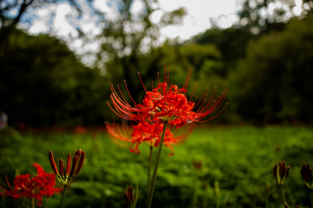 a red flower in a green field with trees in the background