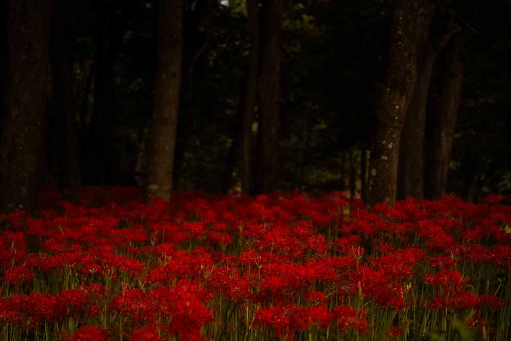 a field full of red flowers next to trees
