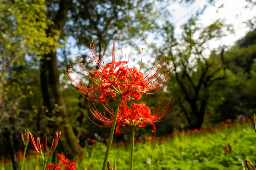 a red flower in the middle of a green field