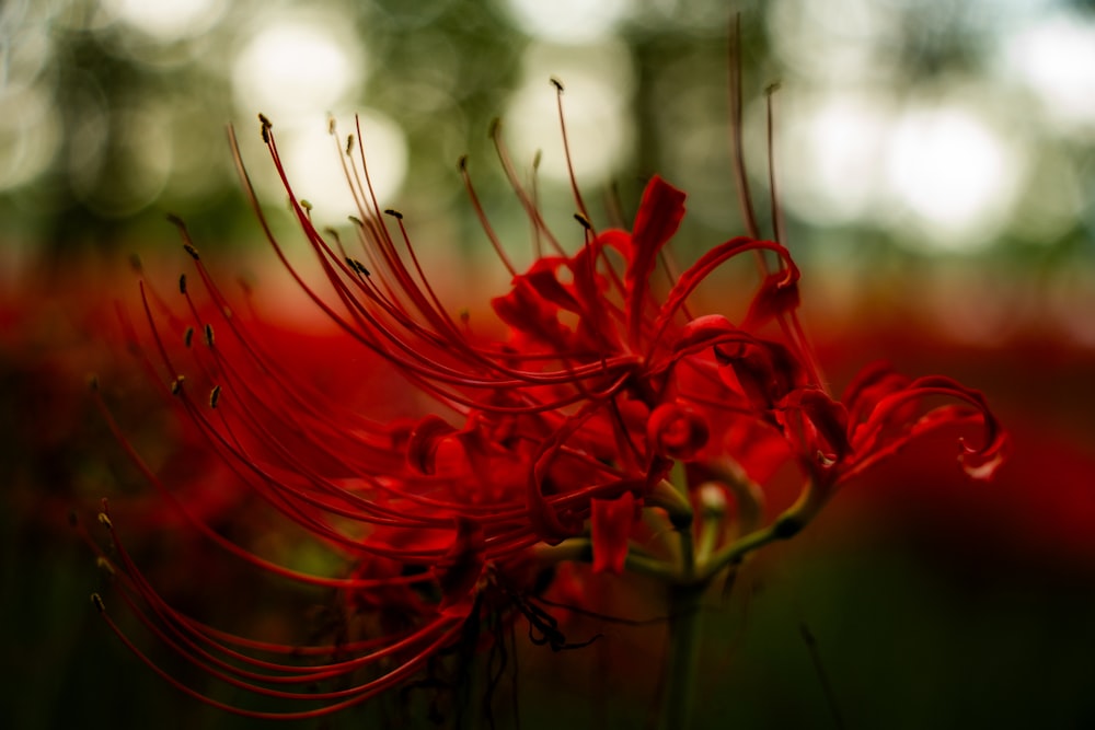 a close up of a red flower in a field