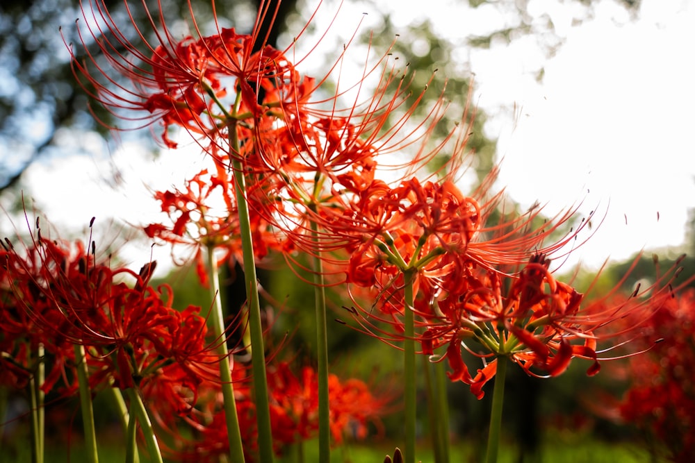 a bunch of red flowers that are in the grass