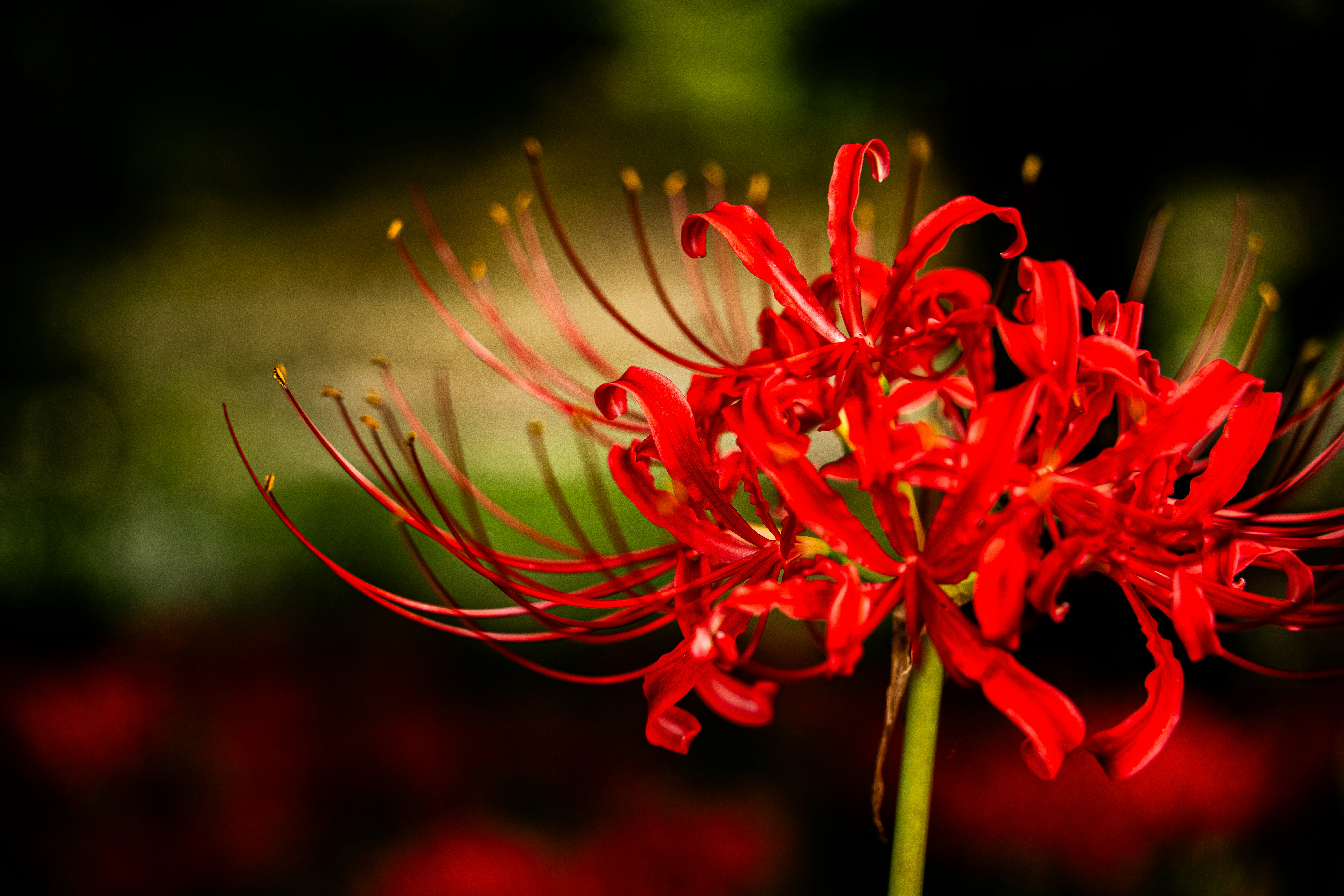 Photo by kent_shimazaki