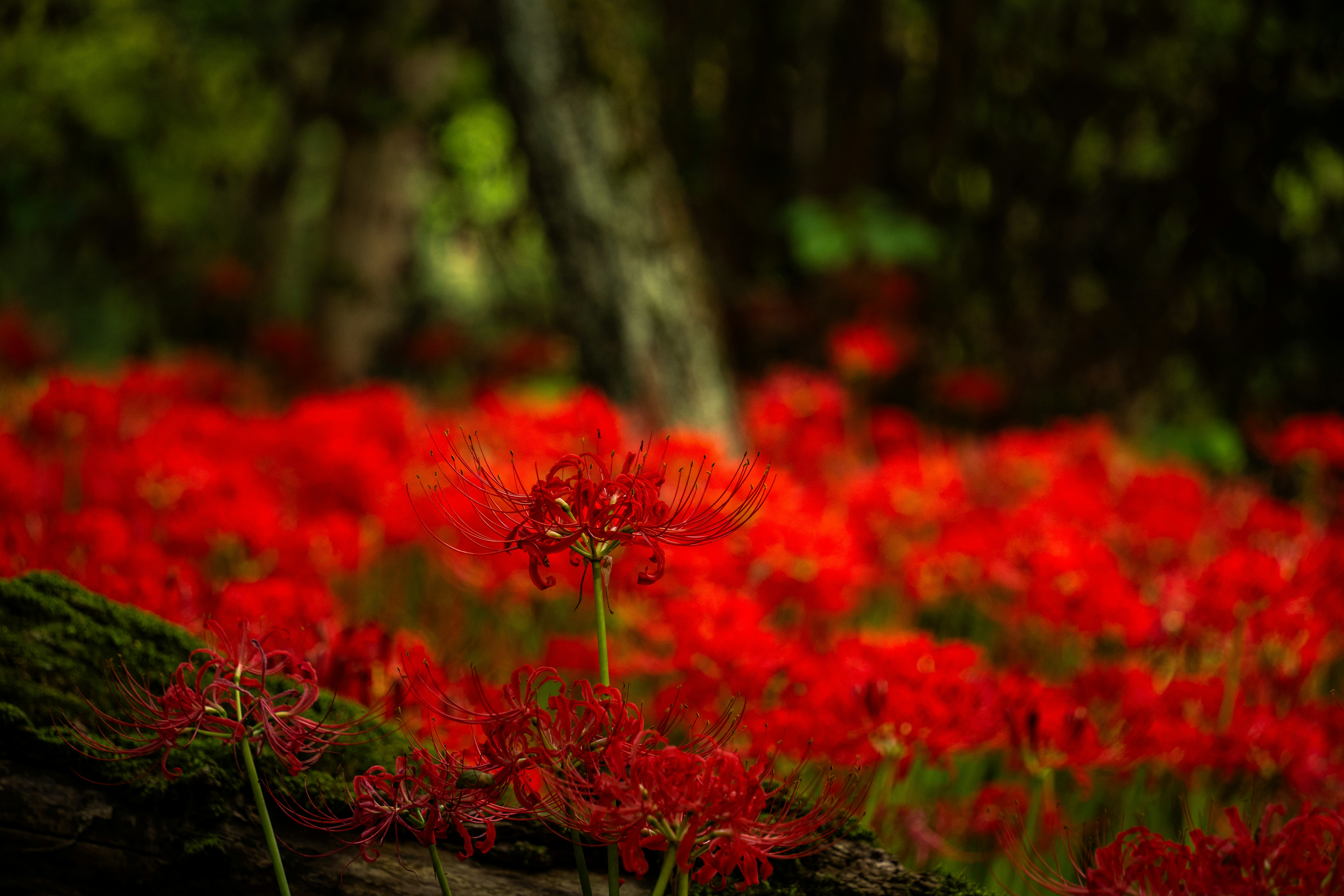 Photo by kent_shimazaki