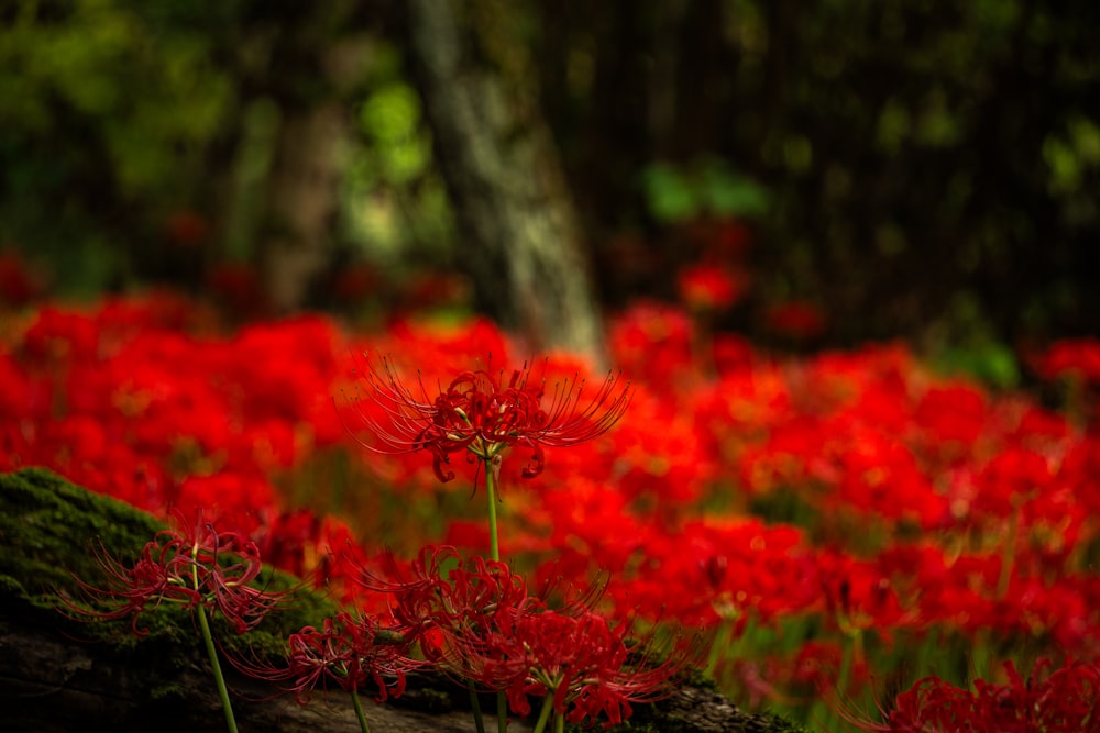 a field full of red flowers next to a tree