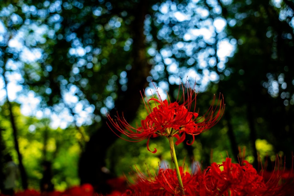 a red flower in the middle of a forest
