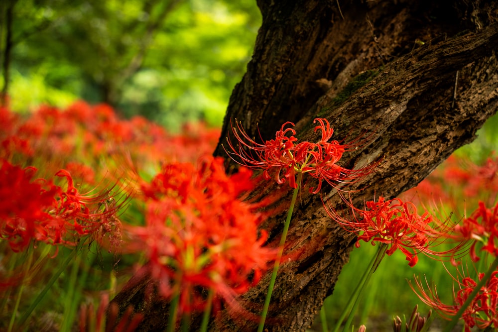 a tree with a bunch of red flowers growing out of it