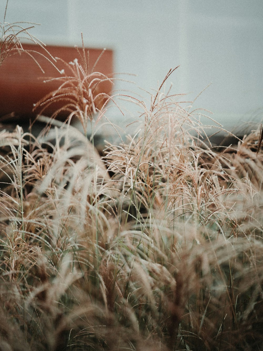 a field of tall grass with a building in the background