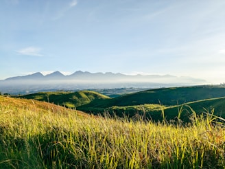 a grassy field with mountains in the background