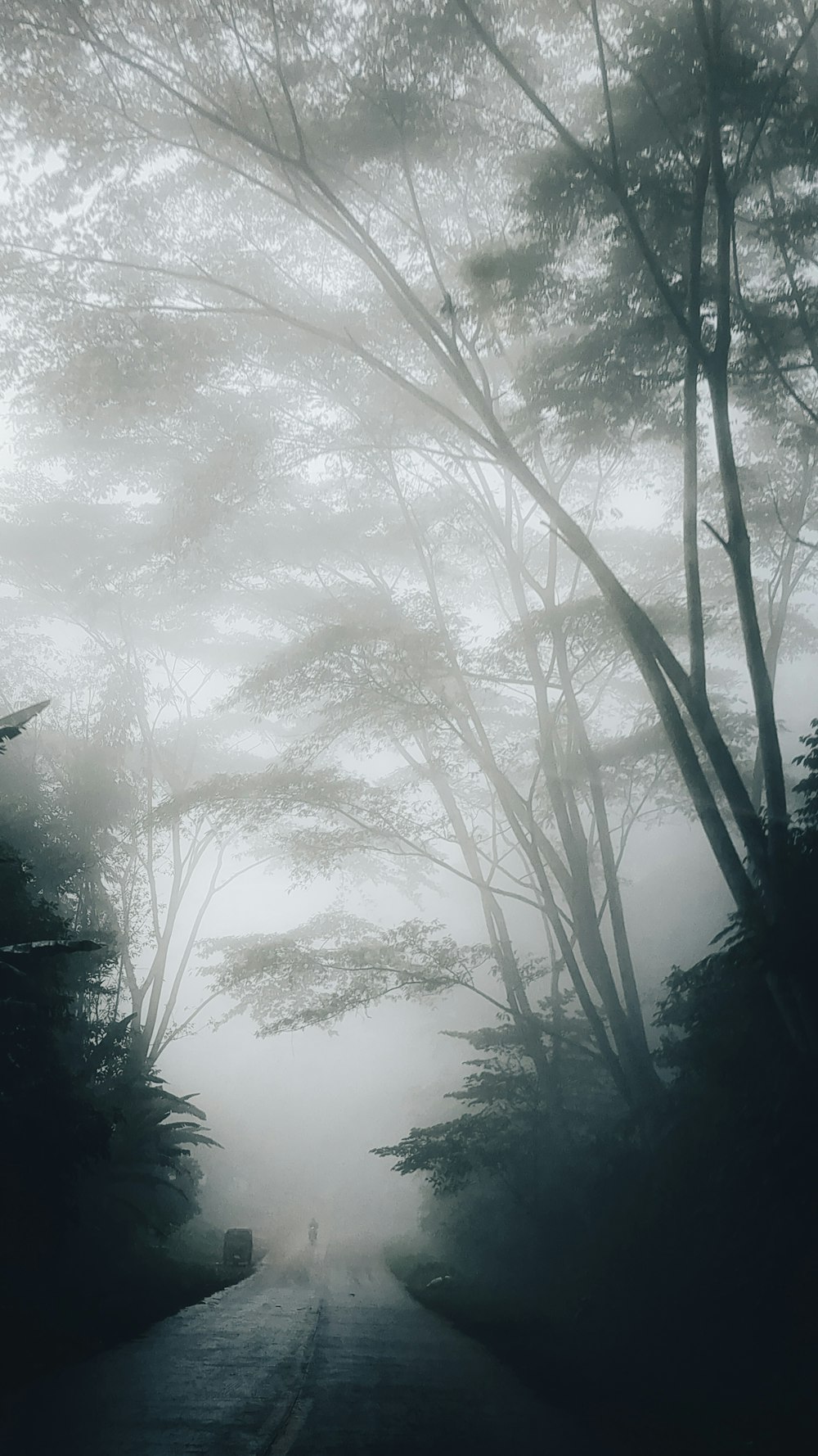 a foggy road with trees on both sides