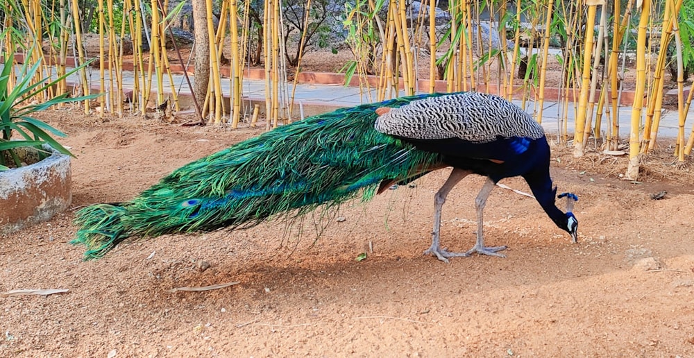 a peacock with a long tail walking in the dirt