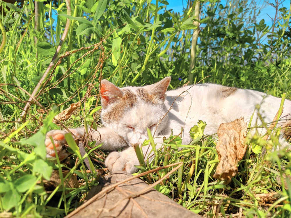 a cat laying in the grass with its eyes closed