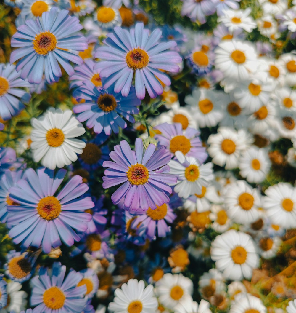 a bunch of flowers that are in the grass