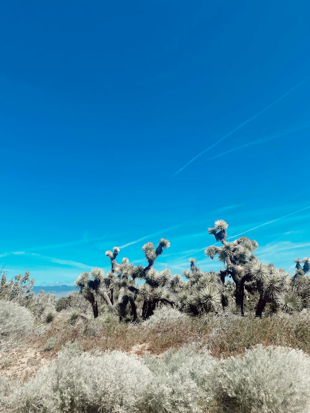 a large group of cactus plants in the desert