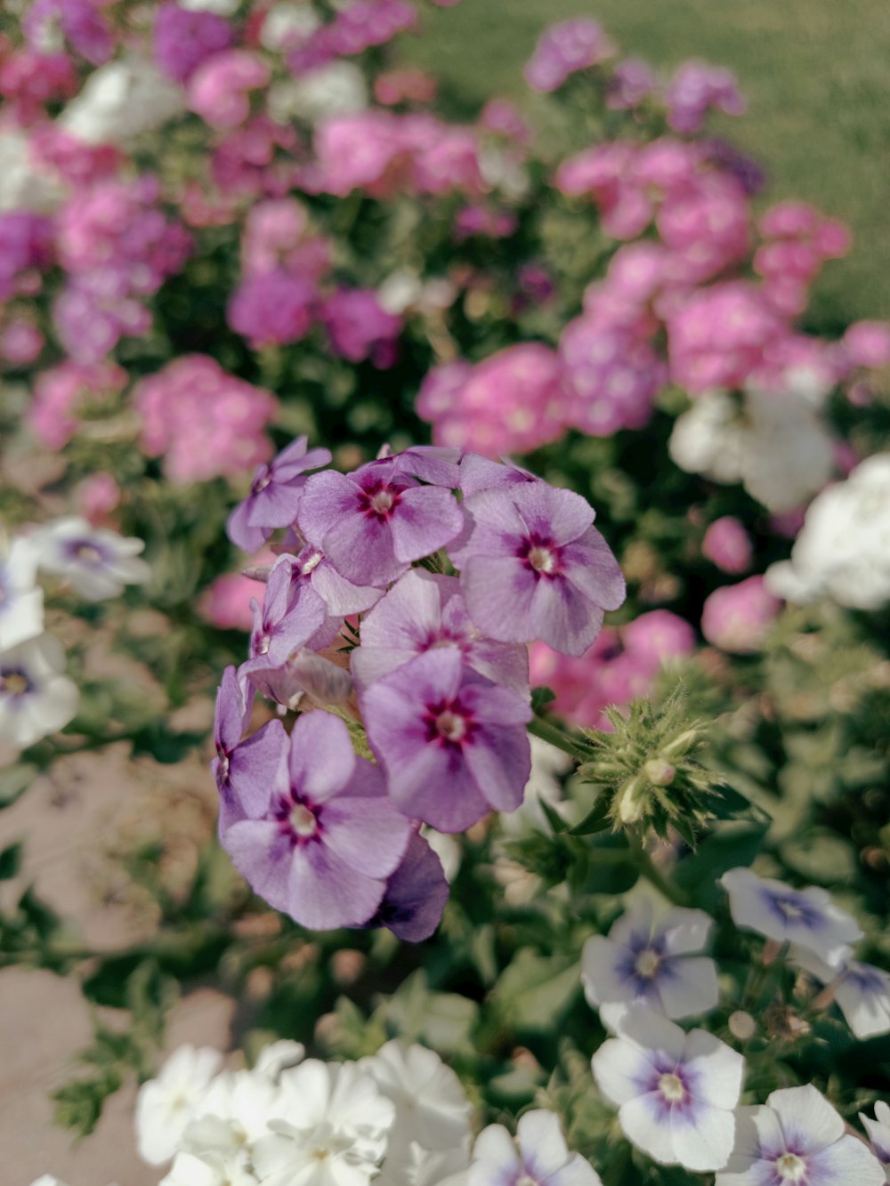 a bunch of flowers that are in the grass