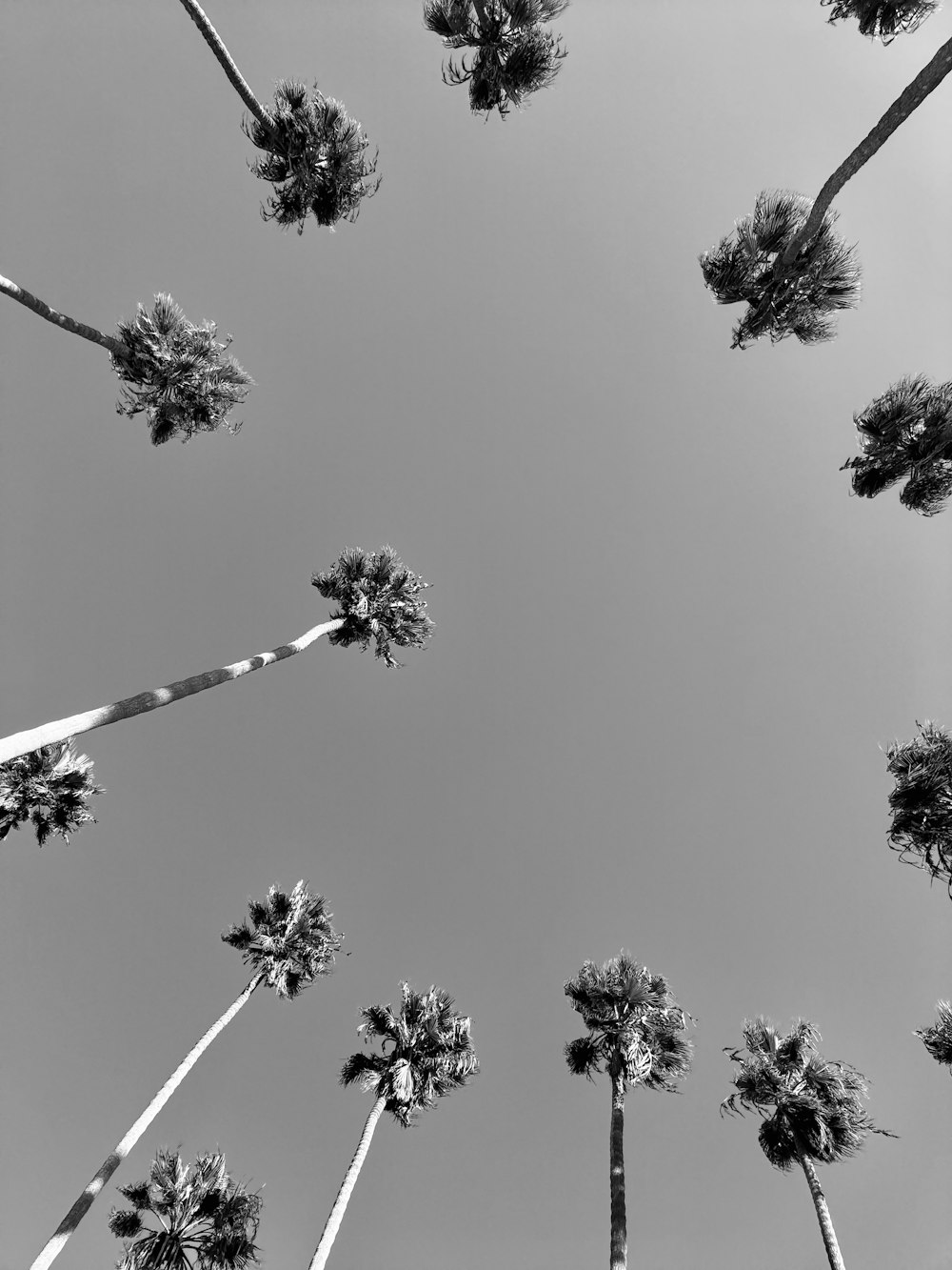 a black and white photo of palm trees