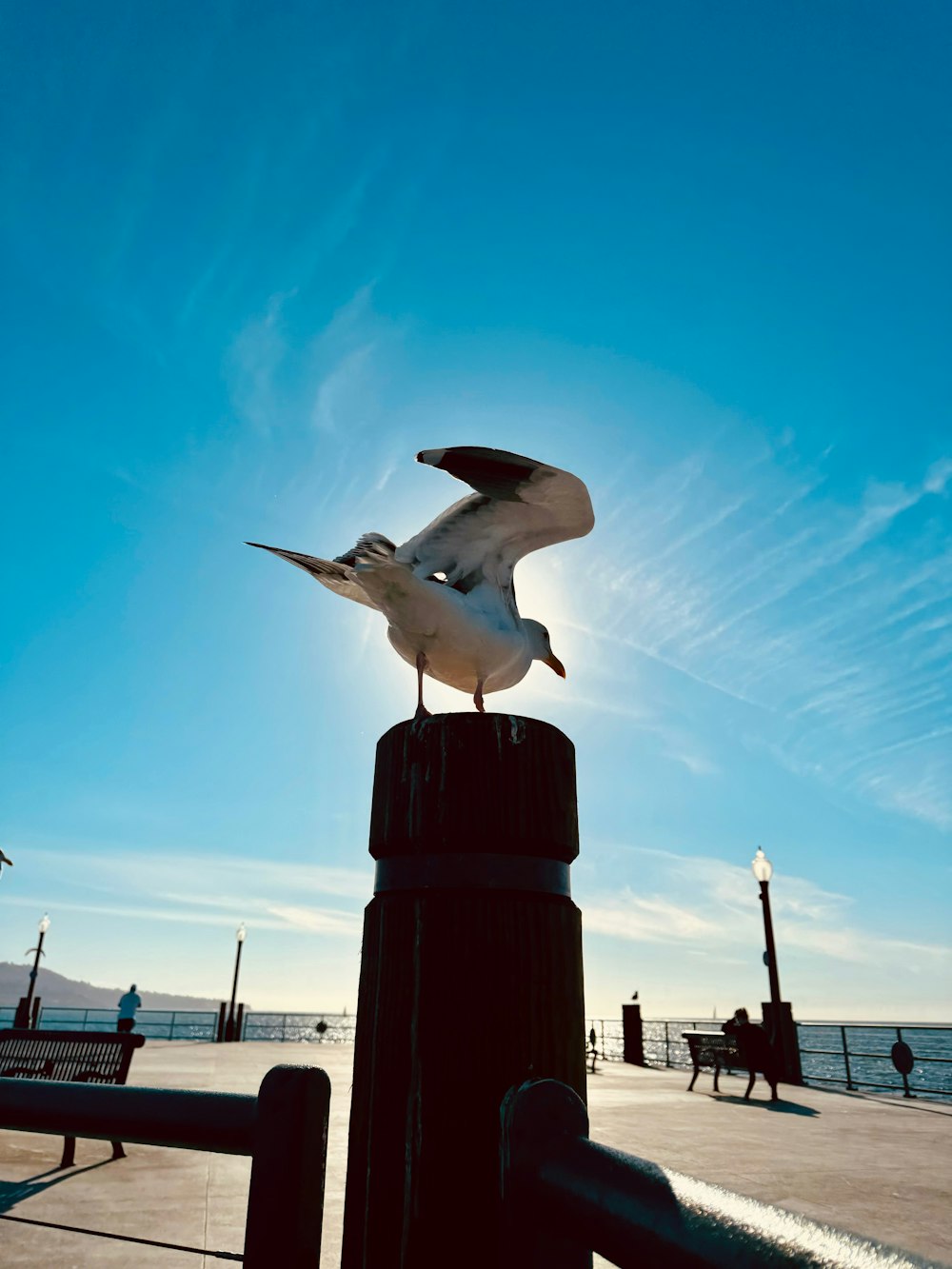 a seagull sitting on top of a wooden post