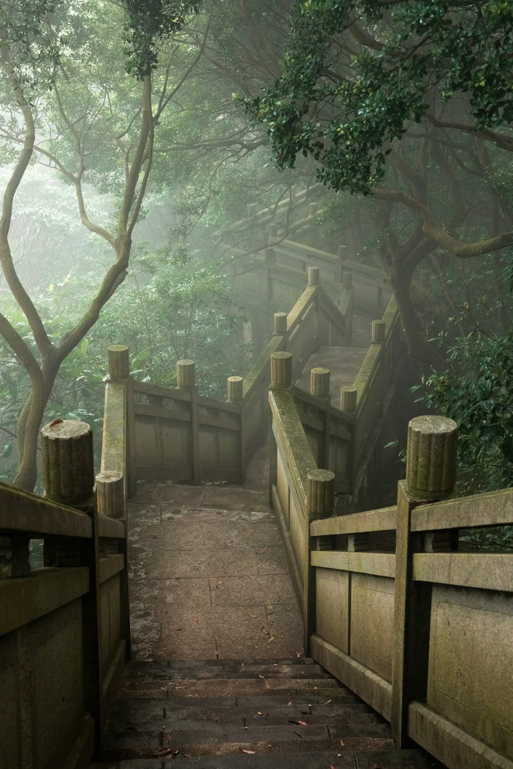 a wooden walkway leading to a tree covered forest