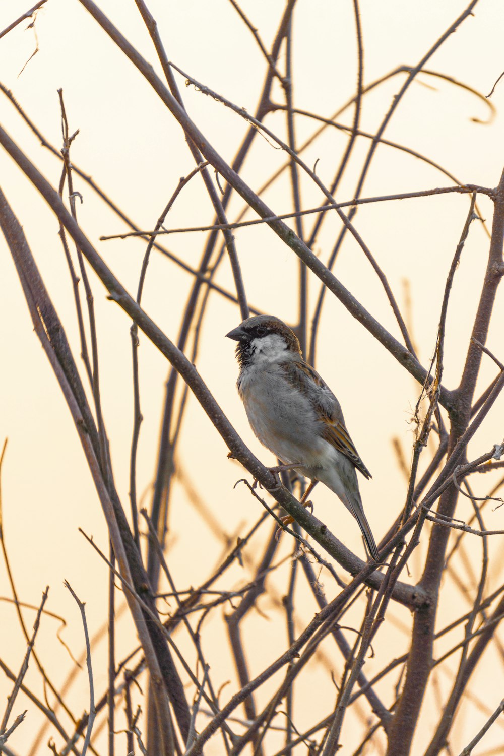 a bird sitting on a branch of a tree