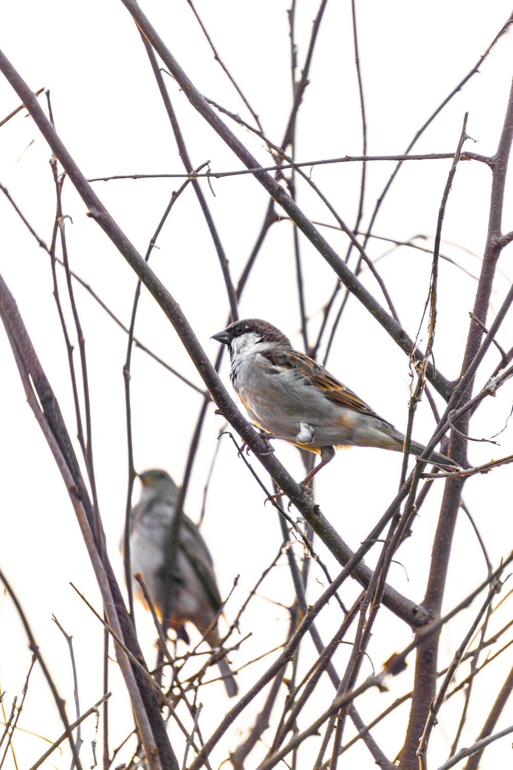 a couple of birds sitting on top of a tree branch