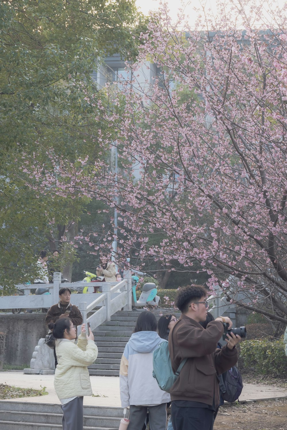 a man taking a picture of a cherry blossom tree