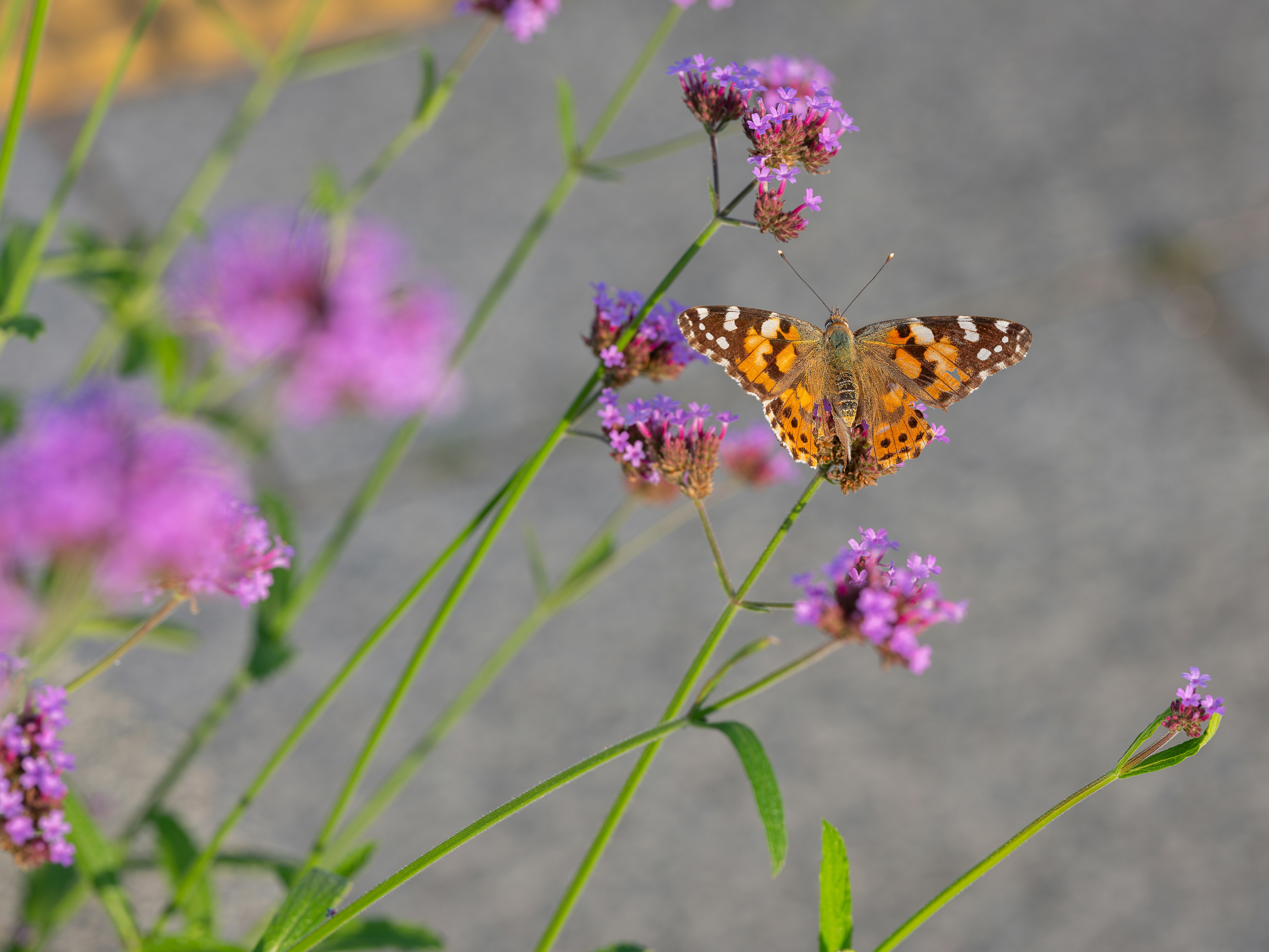 a butterfly sitting on top of a purple flower
