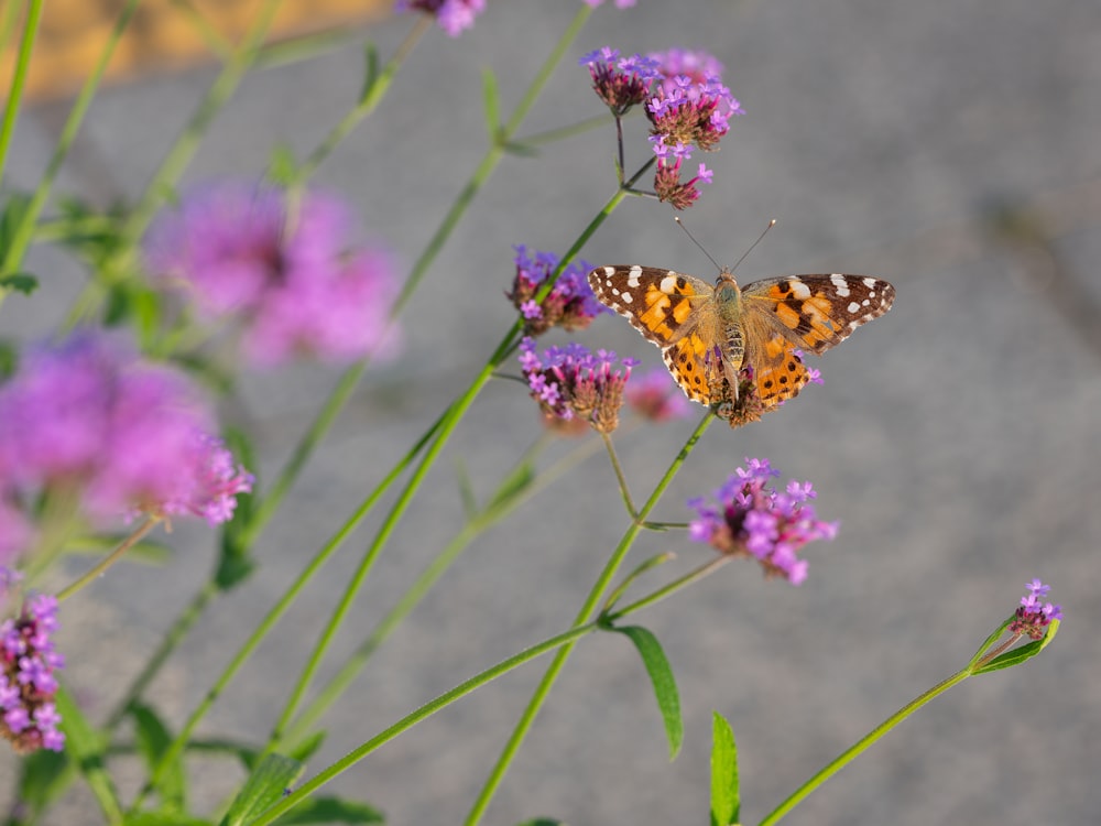 a butterfly sitting on top of a purple flower