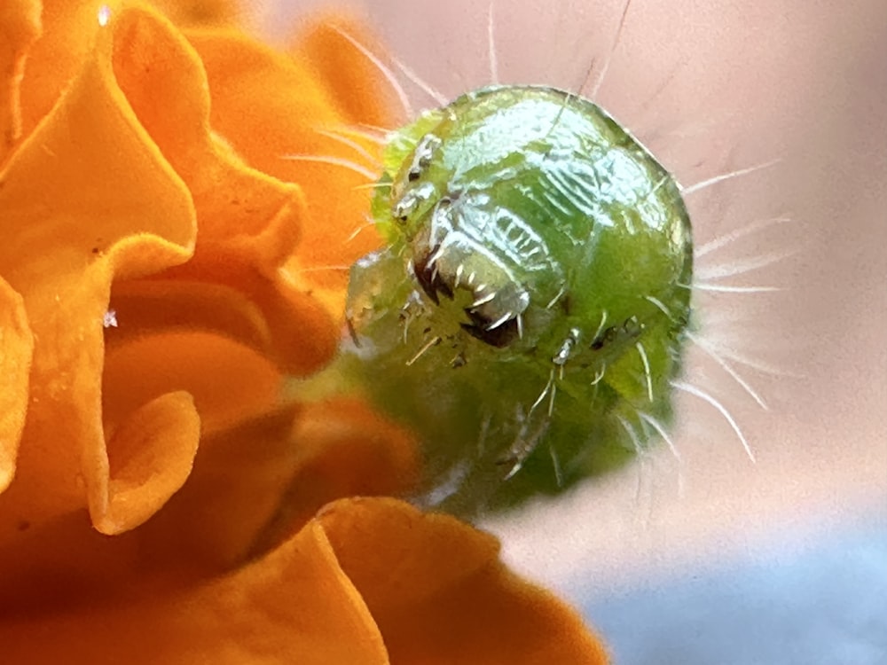 a green caterpillar sitting on top of a yellow flower