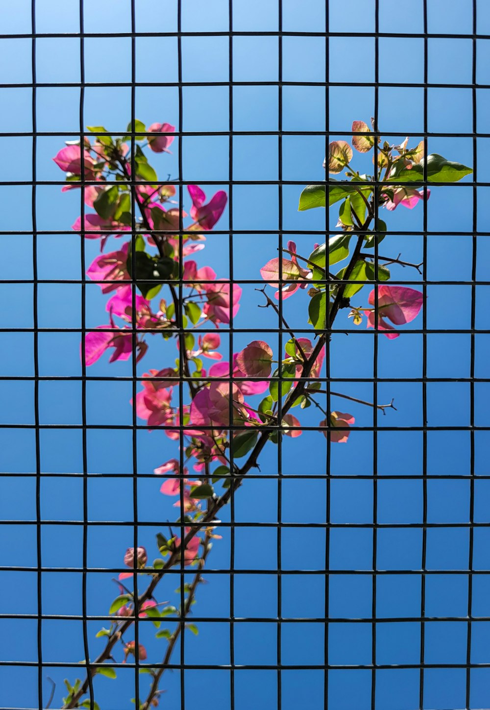 a branch of a tree with pink flowers on it