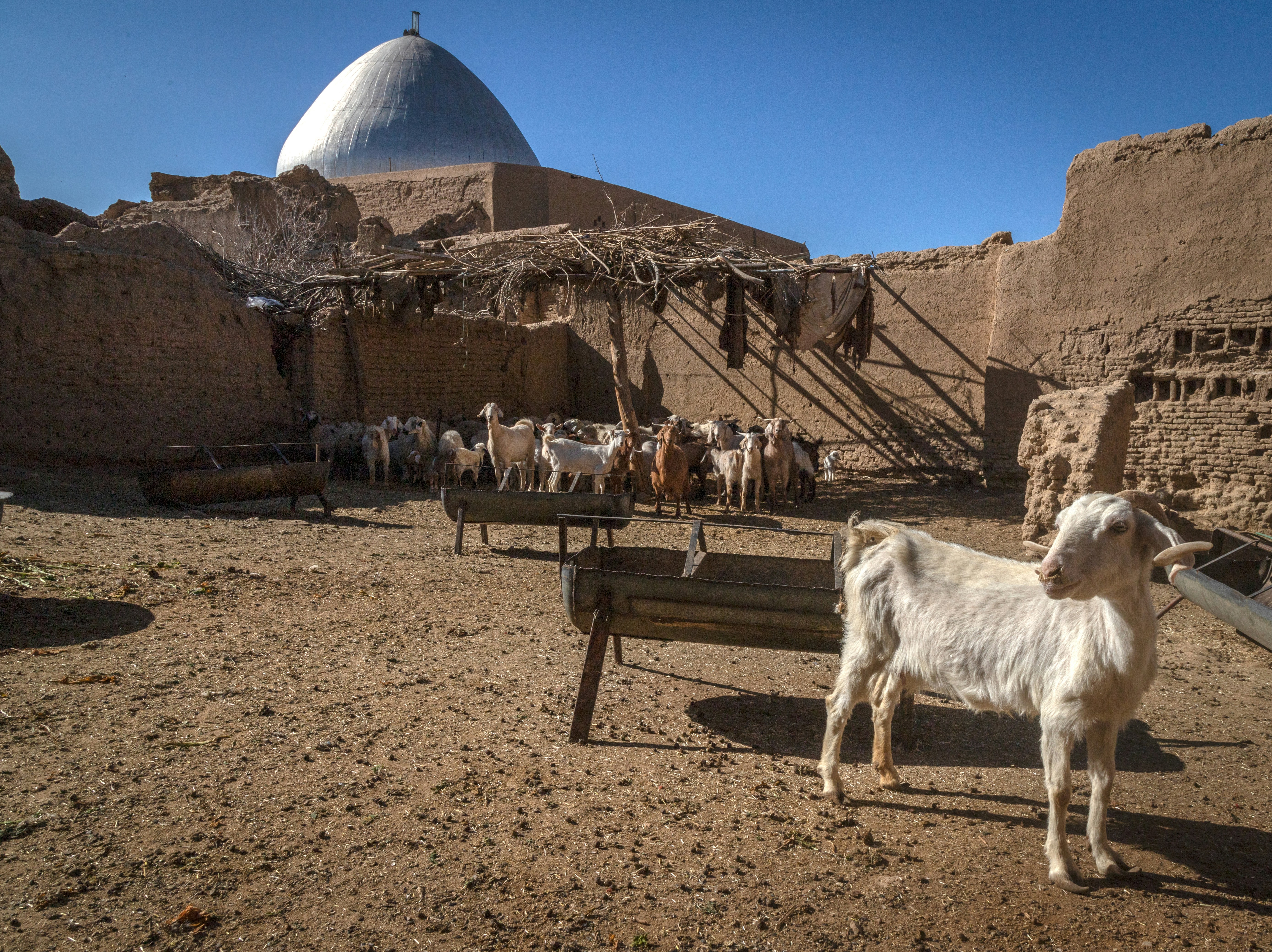 a white goat standing in front of a building