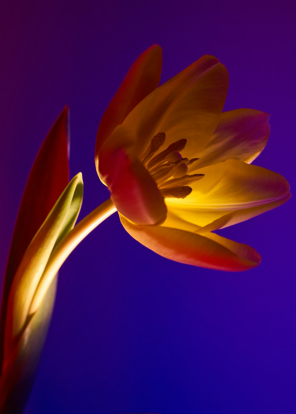 a close up of a flower with a blue background